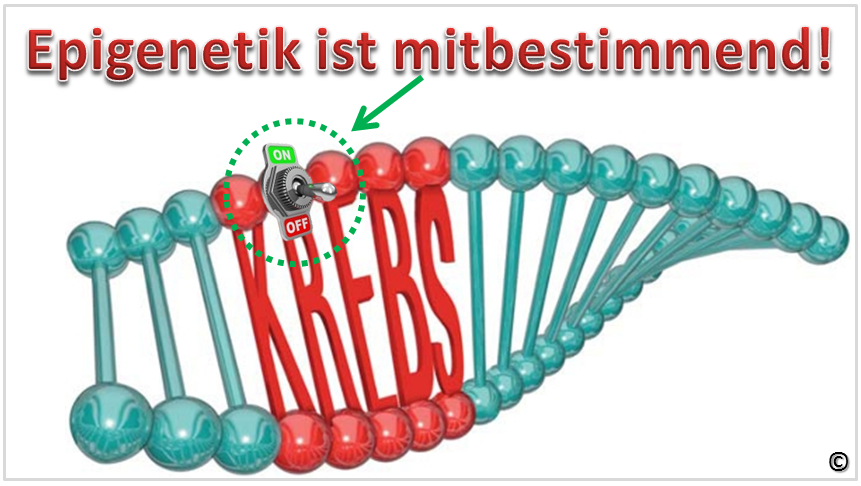 Epigenetik Leicht Erklärt Für Kinder Eggetsberger-Info, Blogger, Blog: Epigenetik, der Softwarecode der